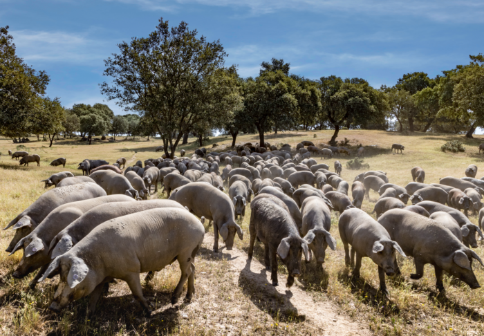 The Flavor of Extremadura, Spain - Mediterranean Living